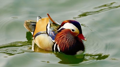 Close-up of duck swimming in lake