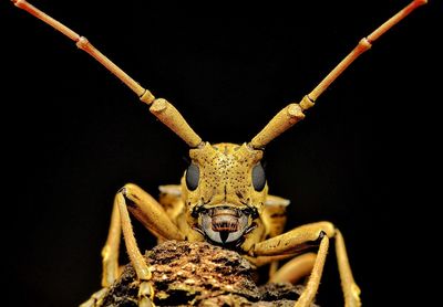 Close-up of   longhorn beetle insect against black background