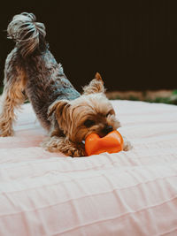 Little yorkshire terrier playing with his toy outdoors