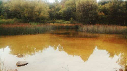 Reflection of trees in lake