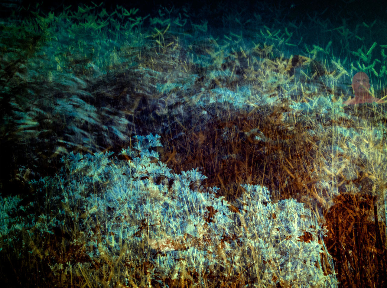 FULL FRAME SHOT OF SEA WITH PLANTS IN FOREGROUND
