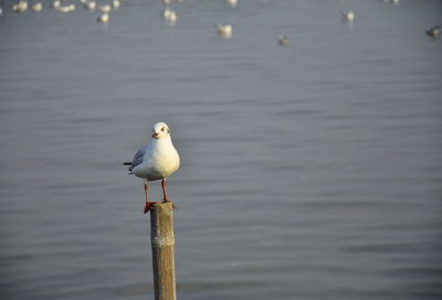 Seagull perching on wooden post