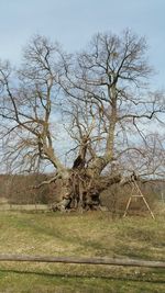 Bare trees on field against sky