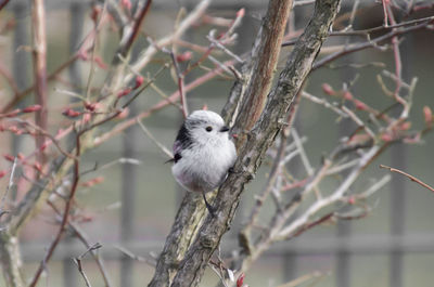 Close-up of bird perching on branch