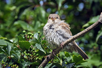 Bird perching on a tree