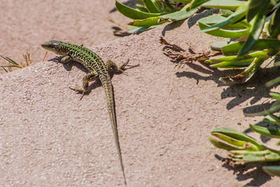 Close-up of lizard on leaf