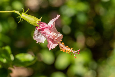 Close-up of pink flowering plant