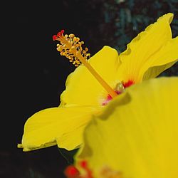 Close-up of yellow flower