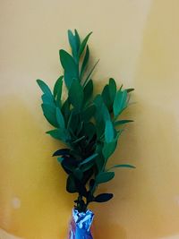 Close-up of potted plant against wall at home