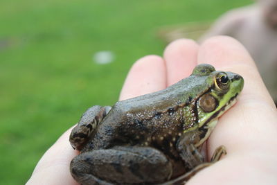 Close-up of hand holding lizard