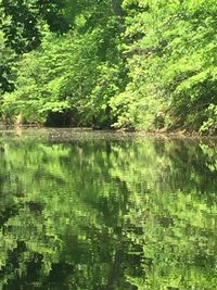 Reflection of trees in lake