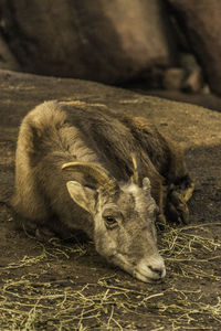 Close-up of horse