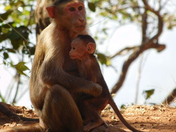 Monkey sitting on tree trunk