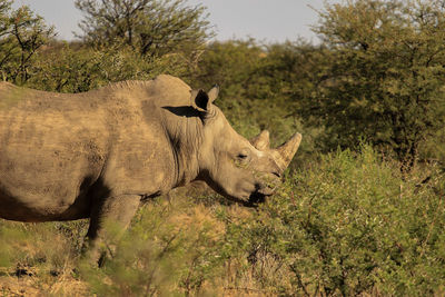 White rhino walking in african bush