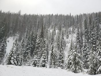 Pine trees on snowcapped mountains during winter