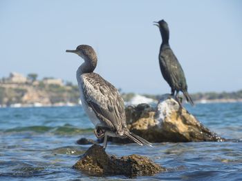 Close-up of cormorants perching on rock by sea