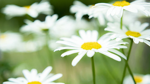 Close-up of white daisy flowers