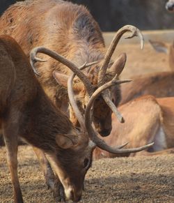 Picture of a deers  touching their horns 