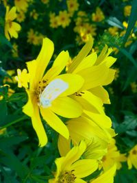 Close-up of yellow flowers