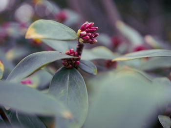 Close-up of red berries on plant