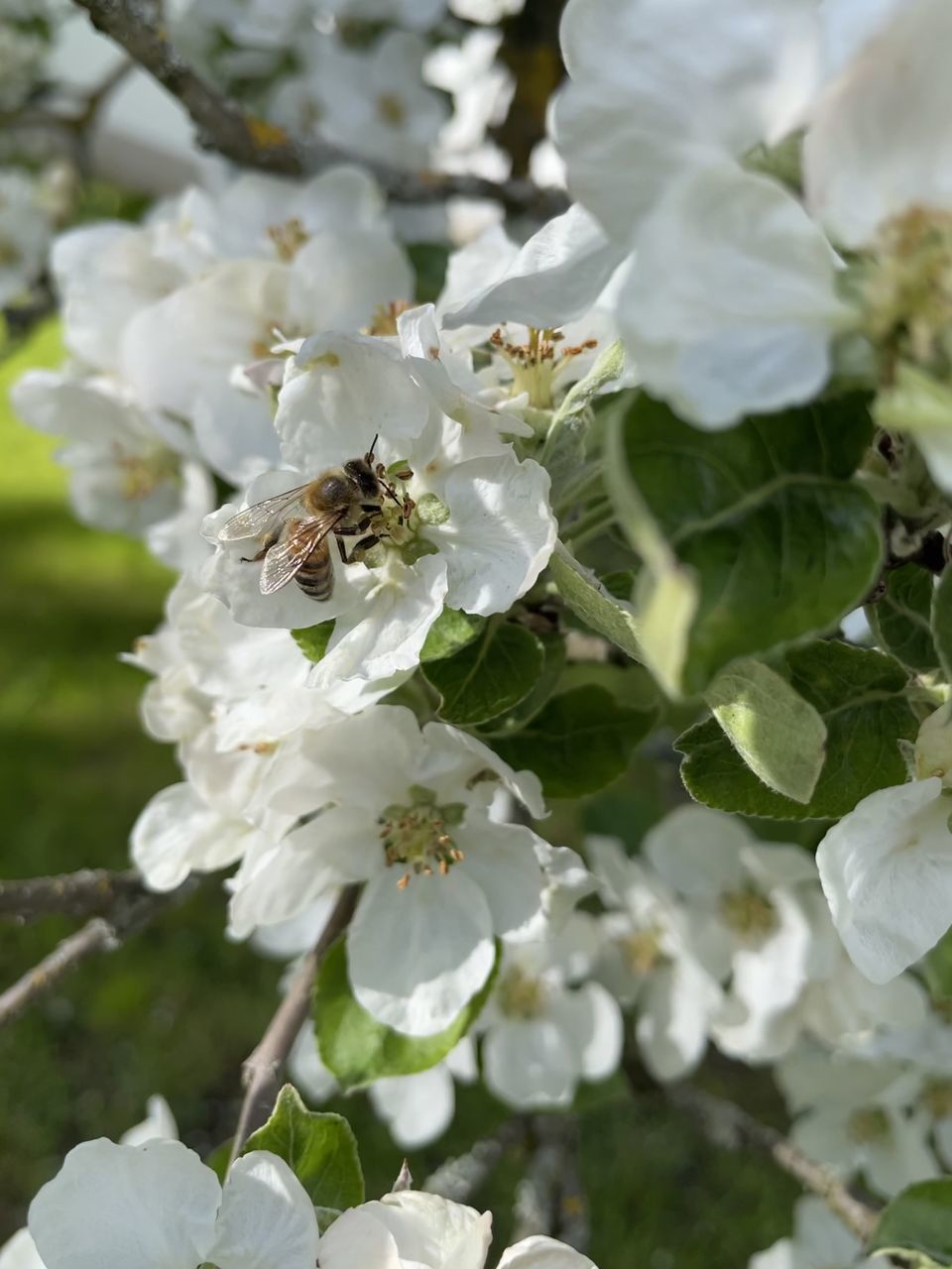 CLOSE-UP OF BEE POLLINATING FLOWER