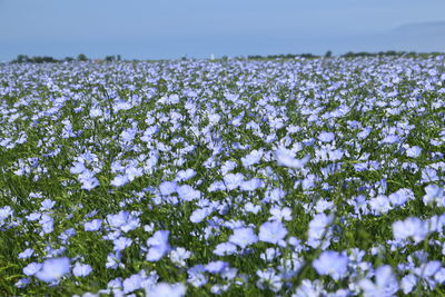 Close-up of fresh purple flowers on snow covered field against sky