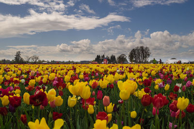 Close-up of flowers in field