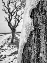 Close-up of bare tree trunk