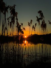 Silhouette palm trees by lake against sky during sunset