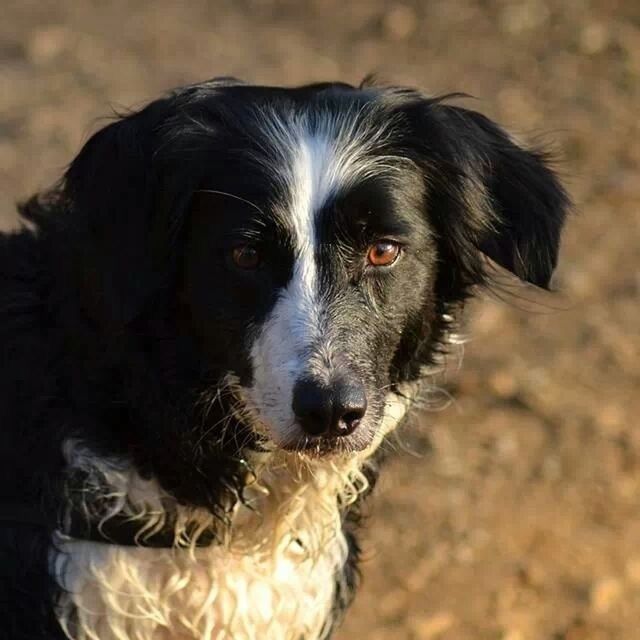 one animal, animal themes, domestic animals, mammal, dog, pets, portrait, looking at camera, animal head, close-up, focus on foreground, animal body part, animal hair, black color, animal eye, no people, front view, day, zoology