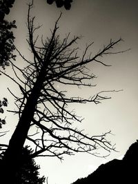 Low angle view of bare trees against clear sky