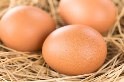 Close-up of eggs in nest