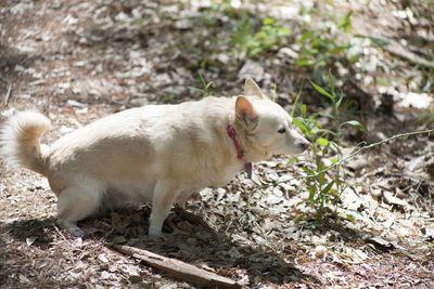 White female dog peeing in a yard