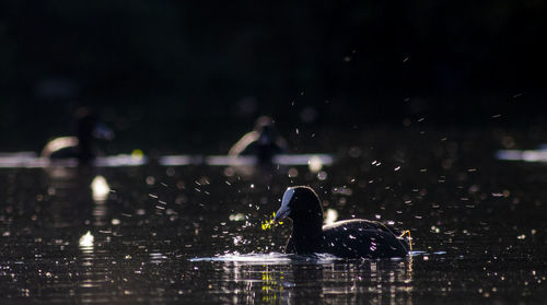 View of ducks swimming in lake