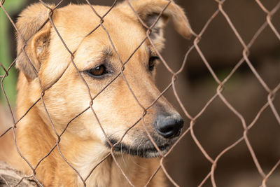 Close-up of a dog