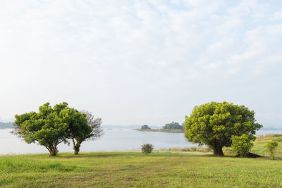 Trees on field against sky
