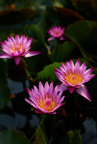 Close-up of purple flower