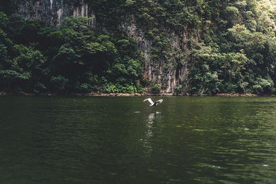 View of ducks swimming in lake