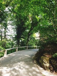 Road amidst trees in park