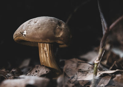 mushroom