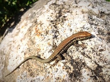 Close-up of lizard on rock