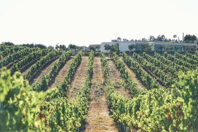 Panoramic view of vineyard against clear sky