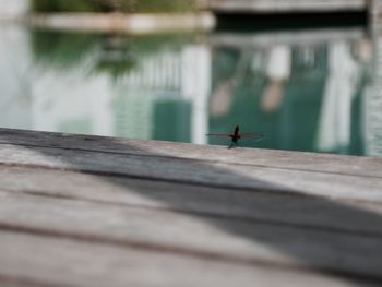 Close-up of bird on wood