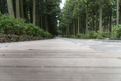 Road amidst trees