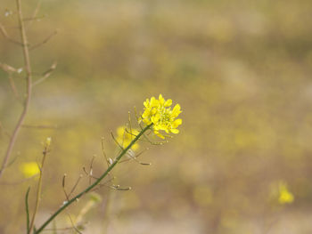 Close-up of yellow flowering plant on field