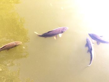 High angle view of fish swimming in water