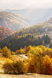 Scenic view of forest during autumn