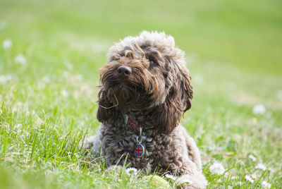 Dog on field