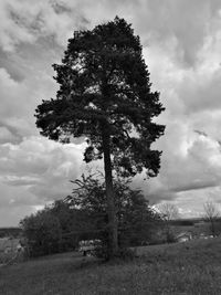 Tree on field against sky