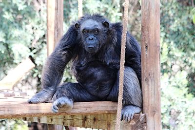 Gorilla sitting on wooden structure in zoo